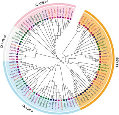 Frontiers | Genome-Wide Identification Of The ARF Gene Family And ARF3 ...